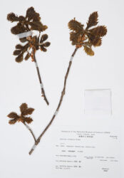 植物標本 ミズナラ、浦幌町立博物館蔵