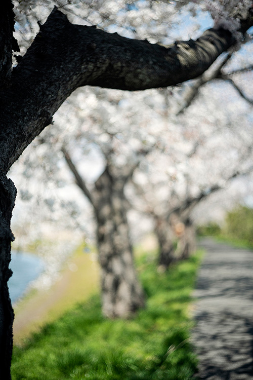 W'UP! ★1月14日～4月2日　Saitama Notes Terri Weifenbach　テリ・ワイフェンバック 写真展 Part 2 “Cherry Blossoms”　Blitz Gallery
