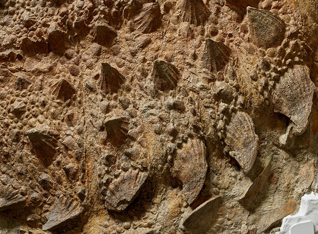 ズール・クルリヴァスタトルの背中部分(実物化石) 