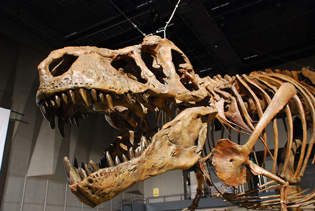 ティラノサウルス「スコッティ」全身複製骨格
