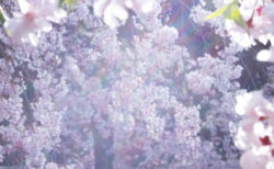 W'UP! ★6月25日～9月4日 「蜷川実花　瞬く光の庭」展　東京都庭園美術館