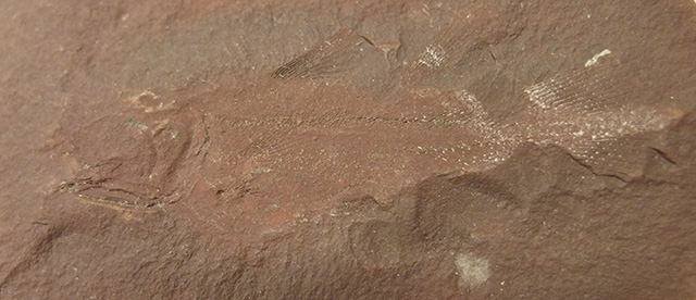 シーラカンスのなかまの化石