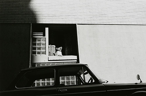 ビルの窓にいる犬と車のモノクロ写真