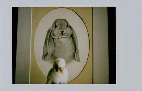 ウサギの絵のまえにいる小鳥の写真