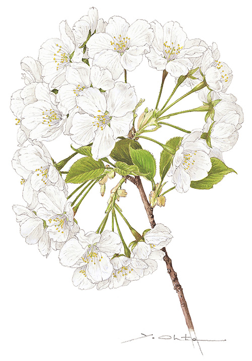 白い花弁の天城吉野のスケッチ画