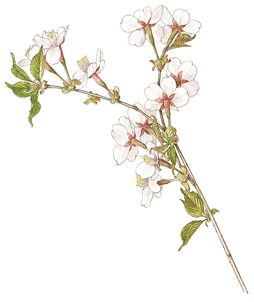 白い花弁のキンキマメザクラのスケッチ画