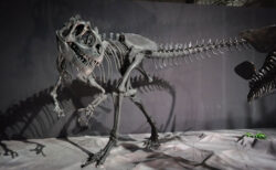 【アロサウルス】 ジュラ紀を代表する肉食恐竜で、百体をこえる多くの化石が見つかっている。