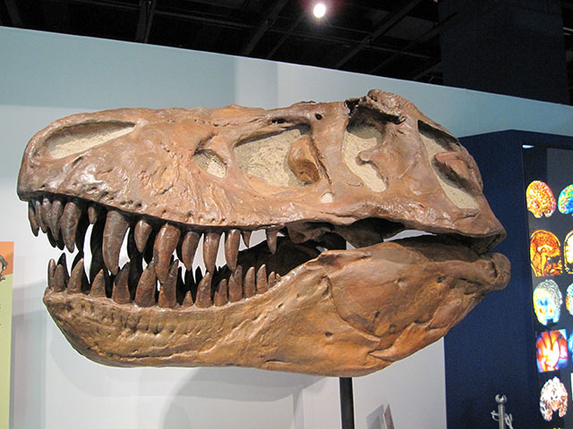 【ティラノサウルス】（発掘された化石の一例）最大全長13mに達する肉食恐竜で、バナナのような歯で獲物を骨ごと噛み砕いて捕食していた。（以上の画像提供：中央宣伝企画（株））