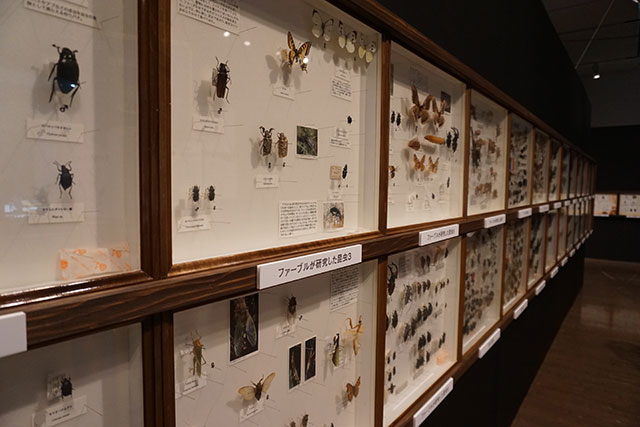 世界の昆虫標本展示