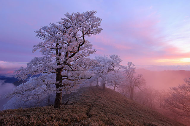 朝焼けに染まる丘の上の桜