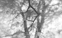 葉の大木のシルエットのようなモノクロ写真