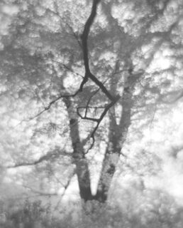 葉の大木のシルエットのようなモノクロ写真