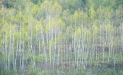 淡い緑いろの森の写真