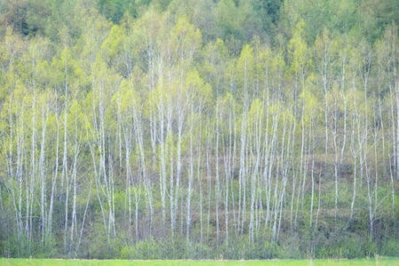 淡い緑いろの森の写真