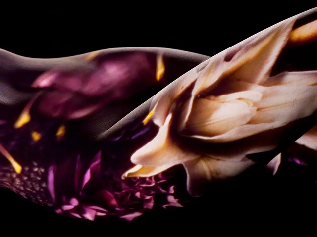 紫の花の拡大写真