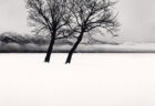 雪の平原の中に立つ2本の木のモノクロ写真