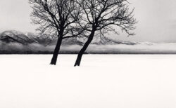 雪の平原の中に立つ2本の木のモノクロ写真