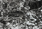 Untitled （woodland）. 2023. Burnt paper. 170 × 110 cm