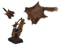 皮膜をもつ哺乳類（左からニホンモモンガ、フクロモモンガ、ムササビの剥製標本