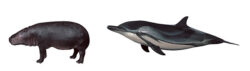 鯨偶蹄目に分類される哺乳類（左からコビトカバの剥製標本、スジイルカのFRP標本