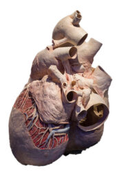 シロナガスクジラの心臓のプラスチネーション