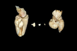 ハンドウイルカの耳骨と耳小骨
