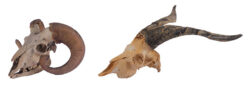 ヒツジとヤギの頭骨標本（国立科学博物館所蔵）