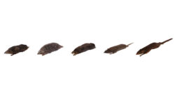 食虫類に分類されていた哺乳類 （左からハリテンレック、ヨーロッパハリネズミ、コウベモグラ、ジャコウネズミ、コモンツパイの仮剥製標本