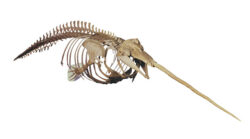 ツチクジラの全身骨格標本（国立科学博物館所蔵）
