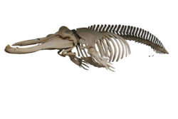 イッカクの全身骨格標本（国立科学博物館所蔵）