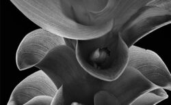 モノクロの花のクローズアップ写真