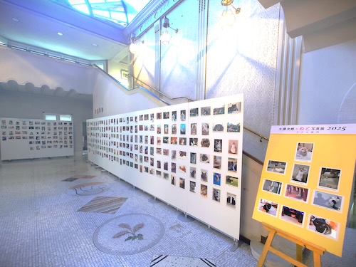 「大佛次郎×ねこ写真展2025」の様子