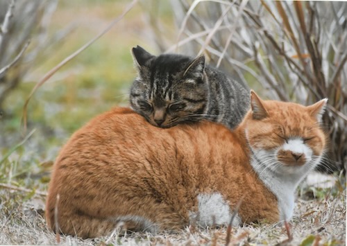 仲良くネンネ(ナオパパ) 「ねこ写真展2026」応募作品より