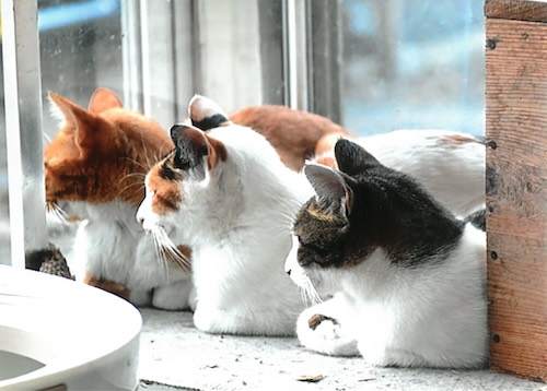 あっち向いてホイ(岩窪俊一) 「ねこ写真展2026」応募作品より