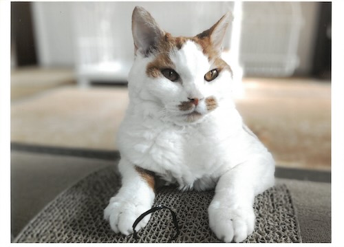 爪研ぎ中ですが何か?(プジョル) 「ねこ写真展2026」応募作品より