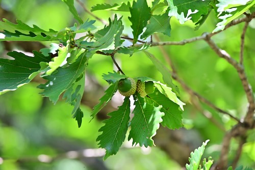 この地域特有のシデコブシ