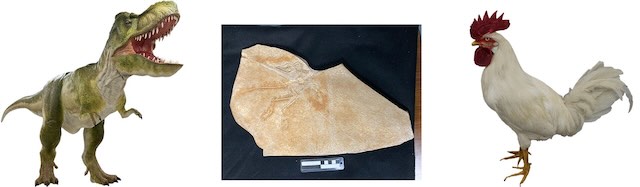 ティラノサウルスの動く模型 ©KOKORO. CO. LTD. 、始祖鳥化石レプリカ ©国立科学博物館、鳥のはく製標本 ©国立科学博物館