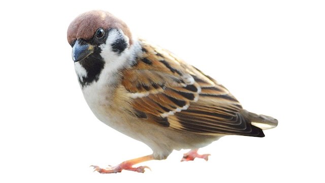 都市進化により鳴き声が高音化するスズメ