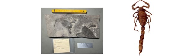 ウミサソリ 化石レプリカ ©国立科学博物館、サソリ標本 ©国立科学博物館