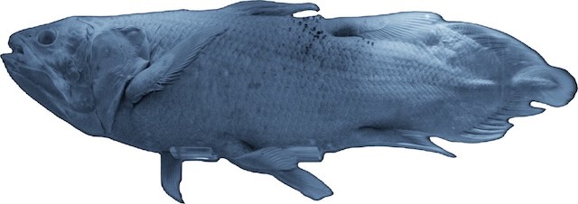 同じ姿で生き続けるシーラカンス