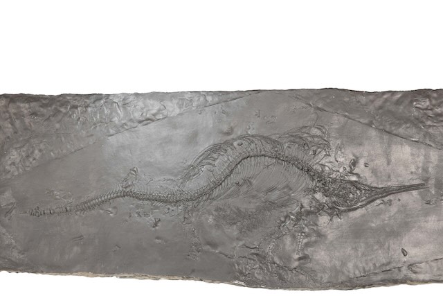 ミクソサウルス 化石レプリカ ©東京都市大学 古生物学研究室