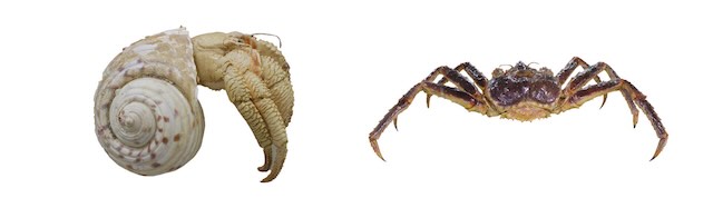 ヤドカリ標本 ©東京海洋大学、タラバガニ標本 ©東京海洋大学