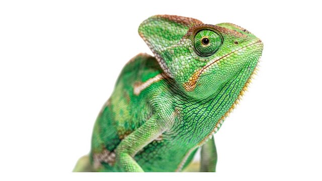 周囲の色に擬態するカメレオン