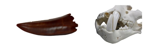 小型肉食恐竜の歯化石、ライオンの歯 ©国立科学博物館