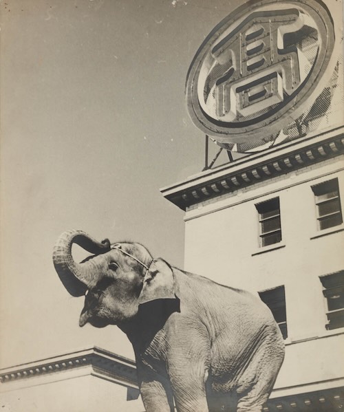 「ゾウのたかちゃん」1950~1952年頃