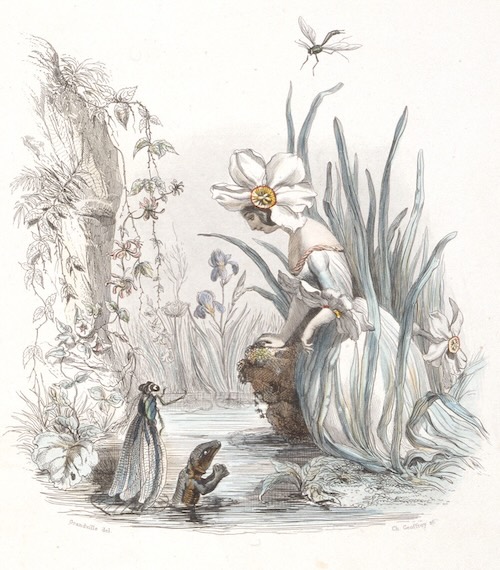 J.-J.グランヴィル『生きている花々』より 《スイセン》 1847年刊