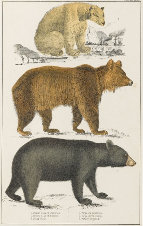 オリヴァー・ゴールドスミス著 『地球と生物の歴史』より