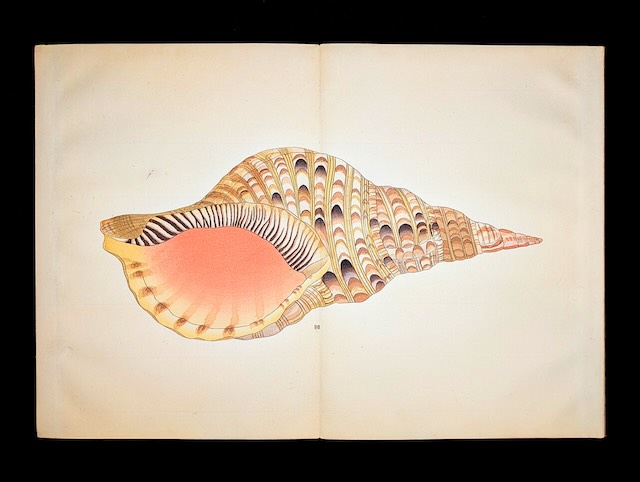 日本図案館所蔵品より平瀬與一郎「貝千種 二」