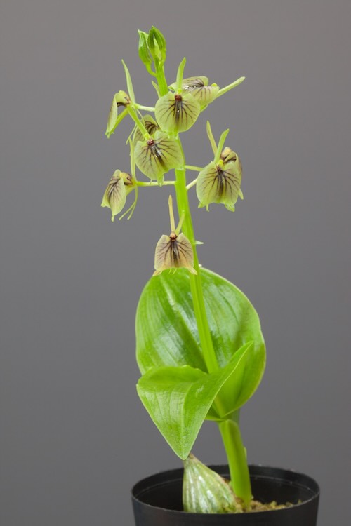 シマクモキリソウ