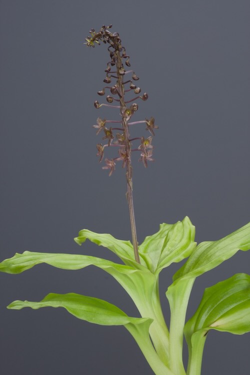 マラクシス・イワシナエ